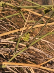 Leptadenia pyrotechnica