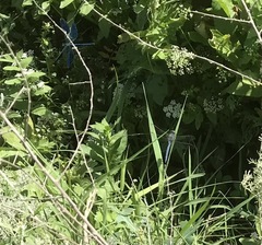 Calopteryx splendens intermedia