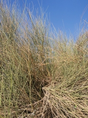 Leptadenia pyrotechnica
