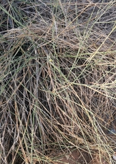 Leptadenia pyrotechnica