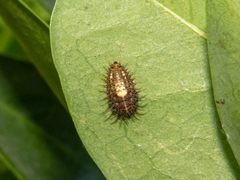 Cistudinella notata
