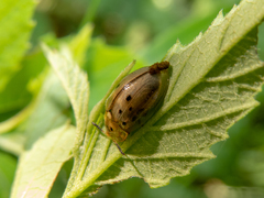 Cistudinella notata