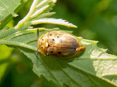 Cistudinella notata
