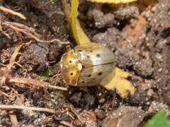Cistudinella notata