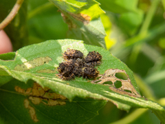 Cistudinella notata