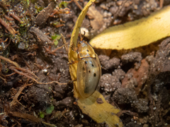 Cistudinella notata