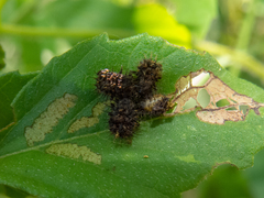 Cistudinella notata