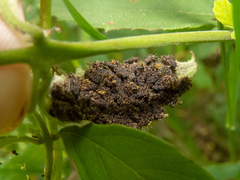 Cistudinella notata