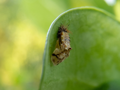 Cistudinella notata