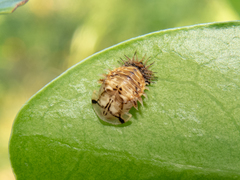 Cistudinella notata