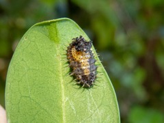 Cistudinella notata
