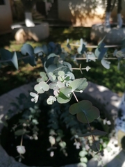 Eucalyptus cinerea image