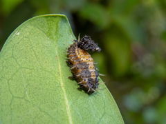 Cistudinella notata