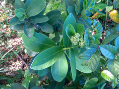 Daphnopsis racemosa