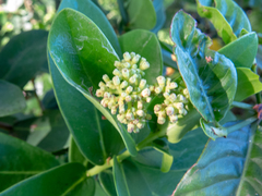 Daphnopsis racemosa