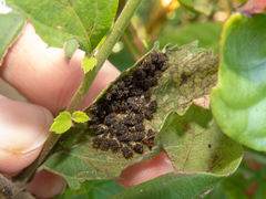 Cistudinella notata