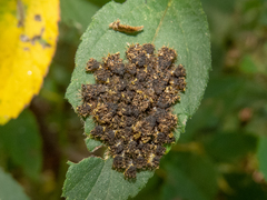 Cistudinella notata