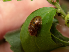 Cistudinella notata