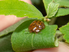 Cistudinella notata