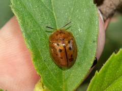 Cistudinella notata