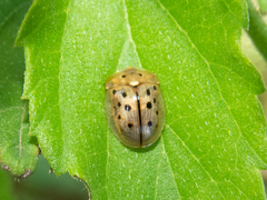 Cistudinella notata