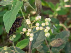 Varronia polycephala
