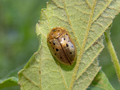 Cistudinella notata