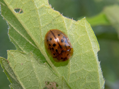 Cistudinella notata
