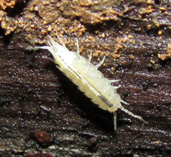 Rhodopioniscus beroni