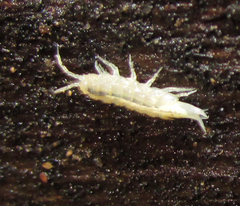 Rhodopioniscus beroni