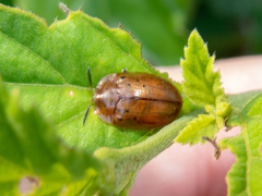 Cistudinella notata
