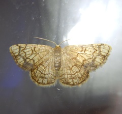 Stegania dilectaria