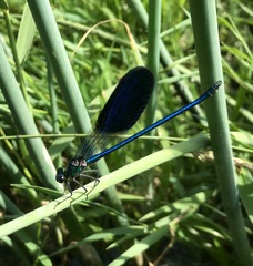 Calopteryx splendens intermedia