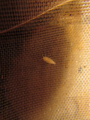 Bureschia bulgarica