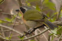 Telophorus olivaceus