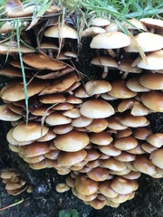 Kuehneromyces mutabilis