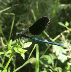 Calopteryx splendens intermedia