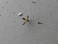Angiopolybia