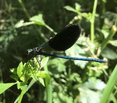 Calopteryx splendens intermedia