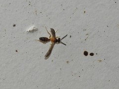 Angiopolybia