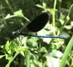 Calopteryx splendens intermedia