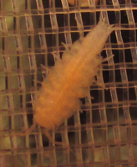 Bureschia bulgarica
