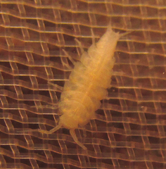 Bureschia bulgarica
