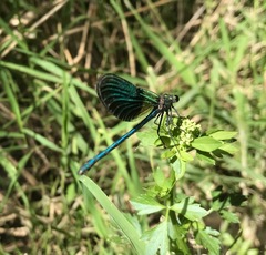 Calopteryx splendens intermedia