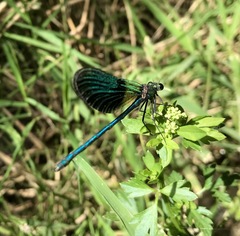 Calopteryx splendens intermedia