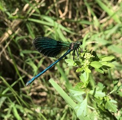Calopteryx splendens intermedia