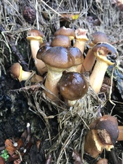 Armillaria mellea