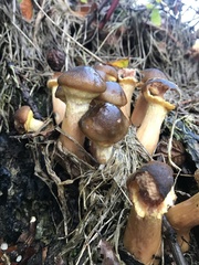 Armillaria mellea