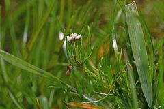 Spergula arvensis