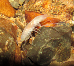 Sphaeromides bureschi